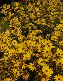 Muck Sunflower, Tall Swamp Sunflower, Tall Narrow-Leaved Swamp Sunflower, Helianthus simulans